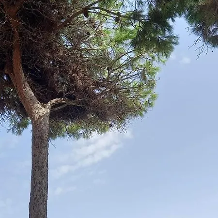 Domu Kokoro * Pula