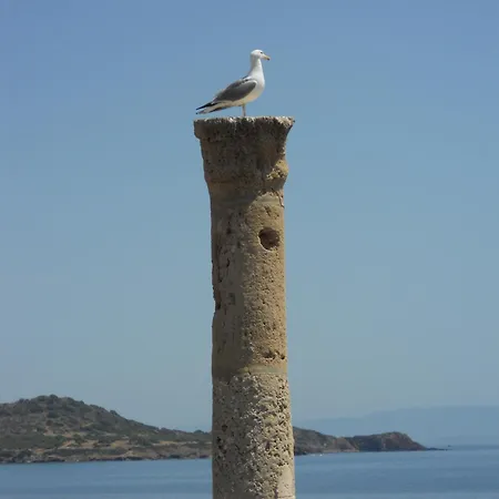 Domu Kokoro Daire
